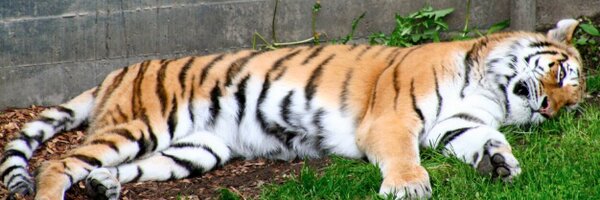 Jay__Corn Profile Banner