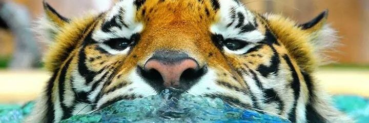 badrayach_leb's profile banner image