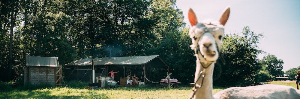 Feather Down Farms banner