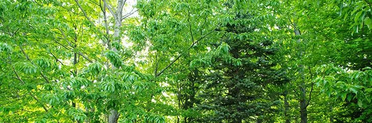 五月雨コロナ後遺症 banner