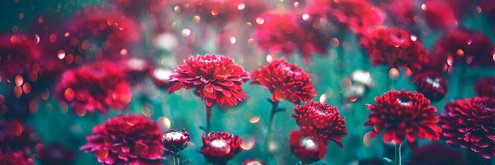 🏳️‍🌈 MyLittlePorny banner