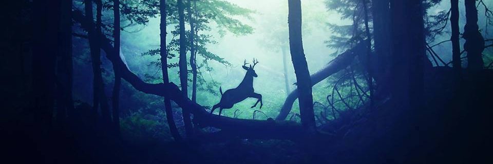 Jérémy TRIBOQUE 🙋‍♂️ banner