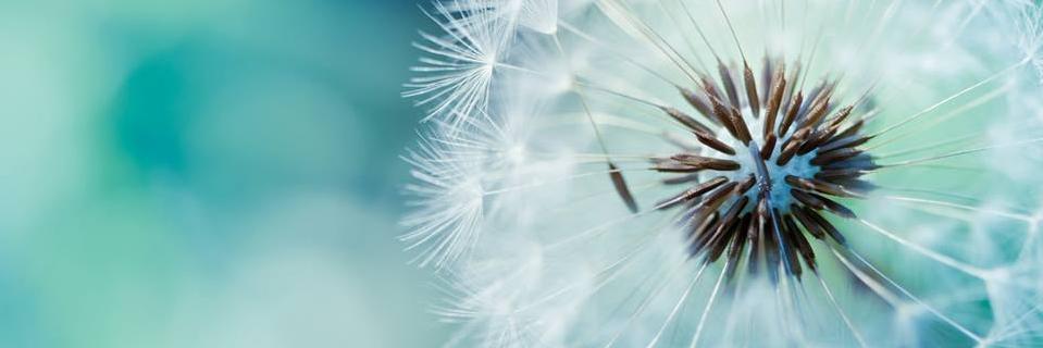 silvia_grasso's profile banner image