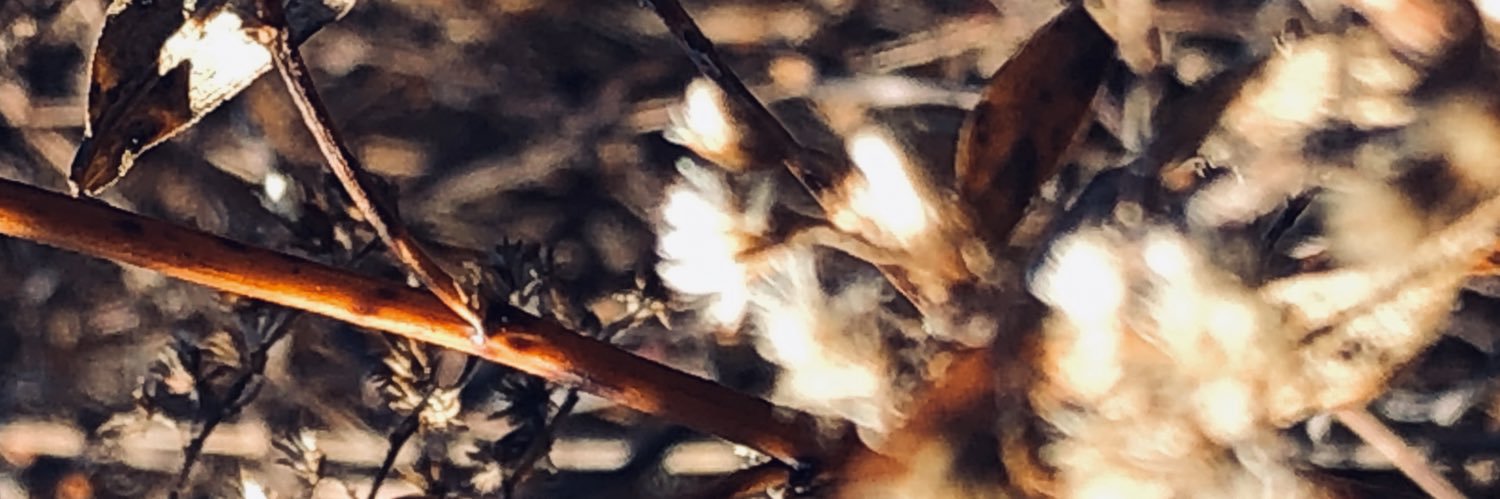 dreamin_gray's profile banner image