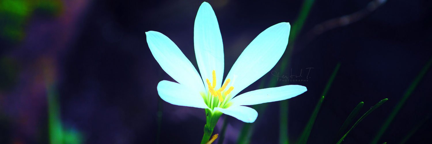 swallow_BotW's profile banner image