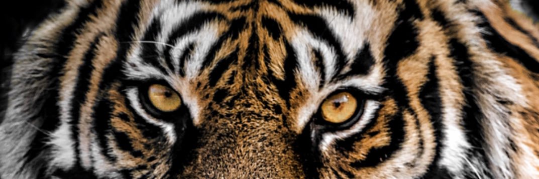 FSTigersoftball banner