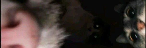 larissapinto's profile banner image