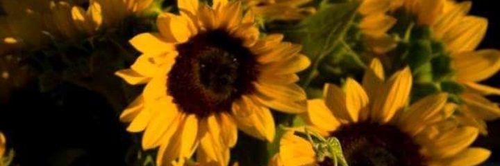 geraldiine30's profile banner image