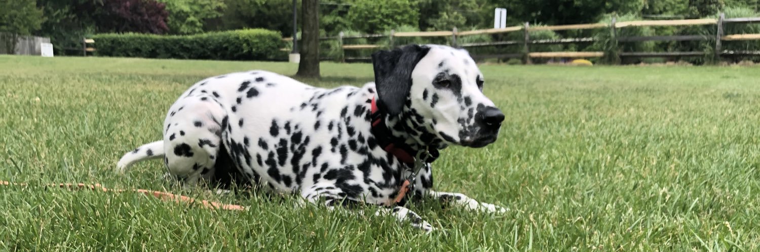 K9Basics's profile banner image
