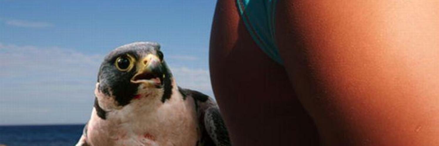 hatfights 🍉 banner