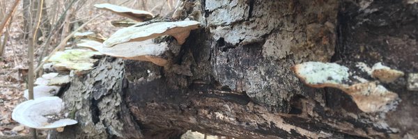 calderonearts Profile Banner