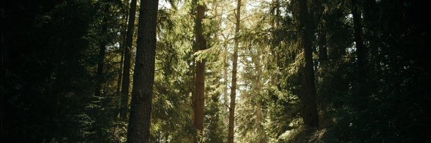 こねこネコ banner