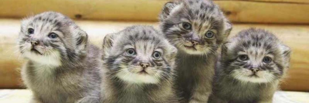 Manul's banner