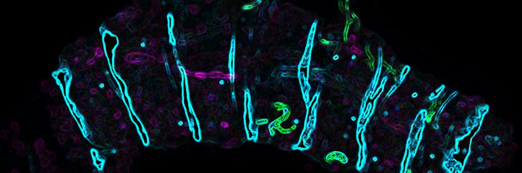 Lexi13's profile banner image