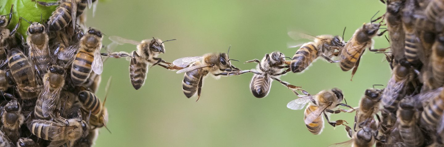 WildWorldImpact's profile banner image