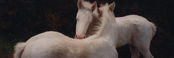 notmohamed56 Profile Banner