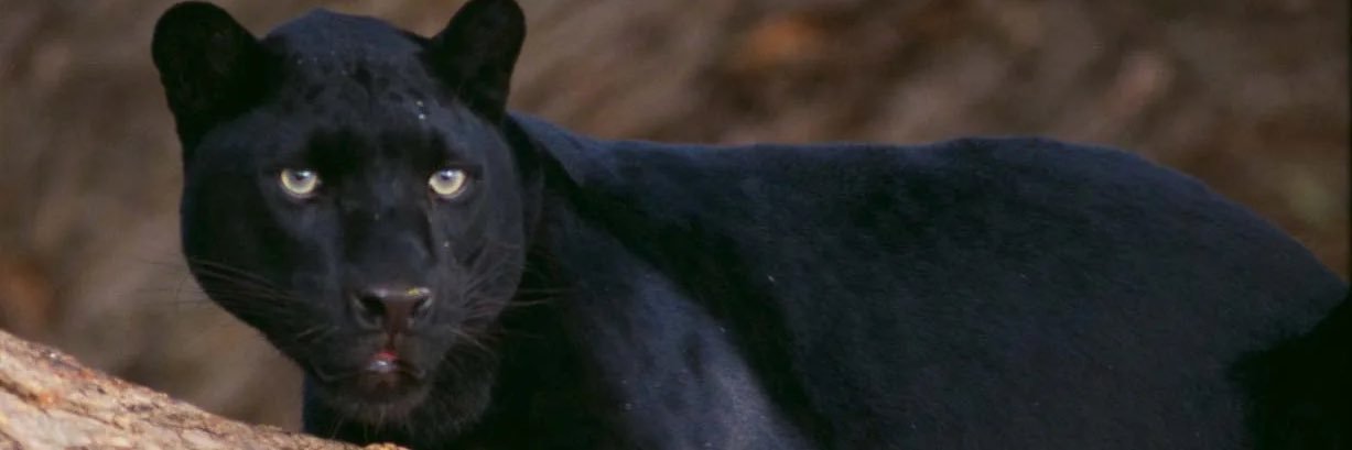 Marcus Williams banner