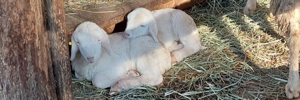 httpsosweet Profile Banner