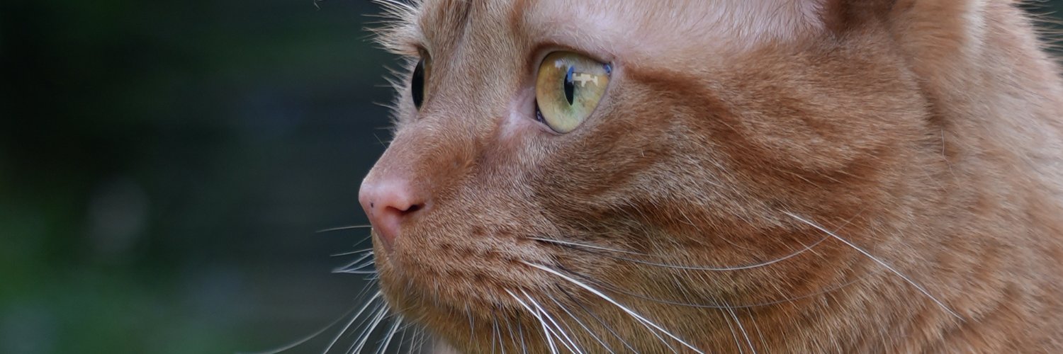 BRotifer's profile banner image