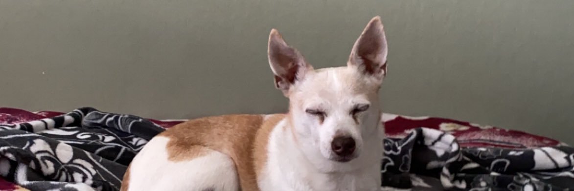itsjustbic's profile banner image