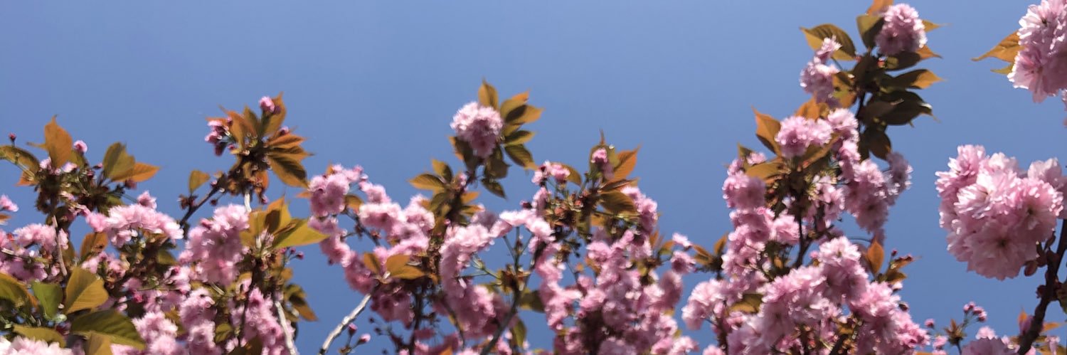 Charlotte 🦋💘 banner