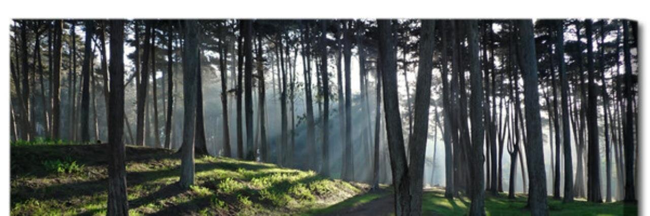 erycbranham's profile banner image