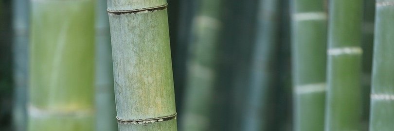 yaofei's profile banner image