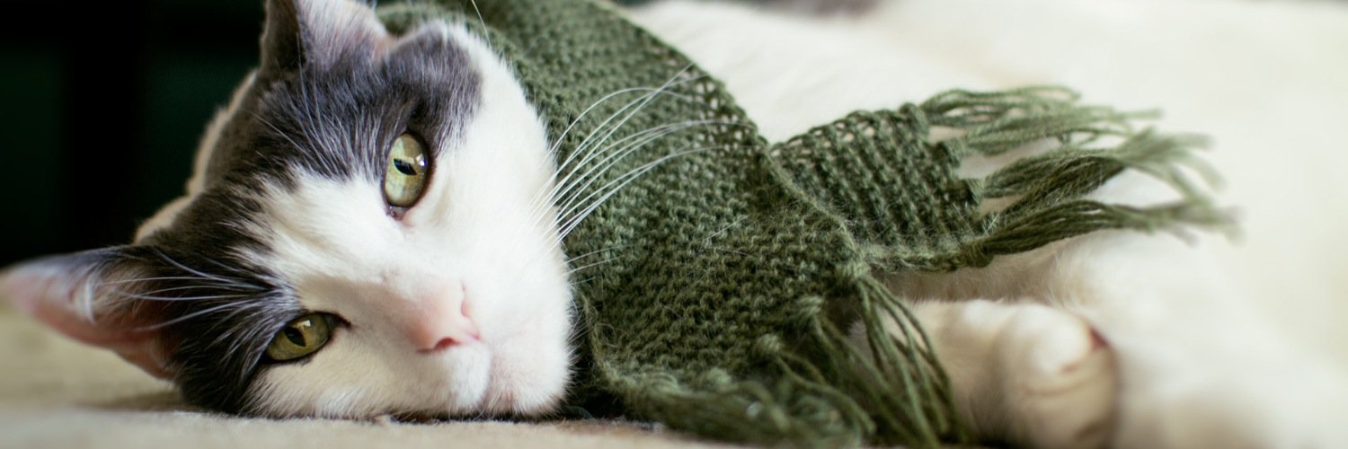 CatScarf's profile banner image