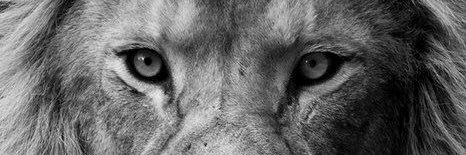 licesoares16's profile banner image