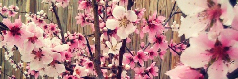 jasmineeee's profile banner image