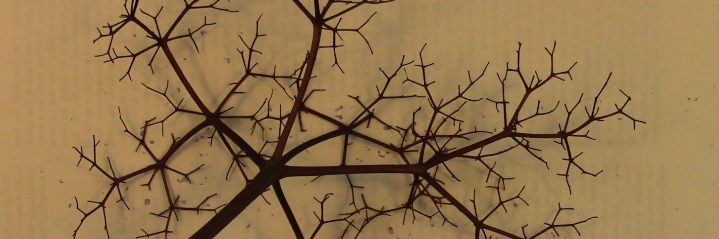 David Feldman banner