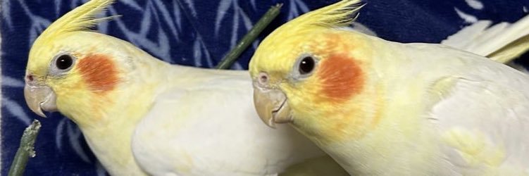 soraA_H's profile banner image