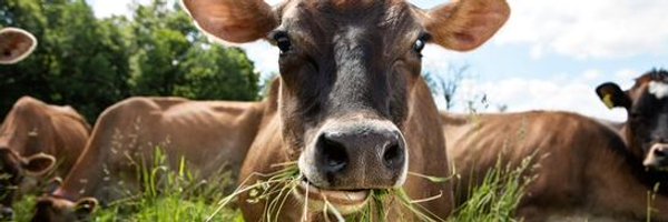 RealfoodKev Profile Banner