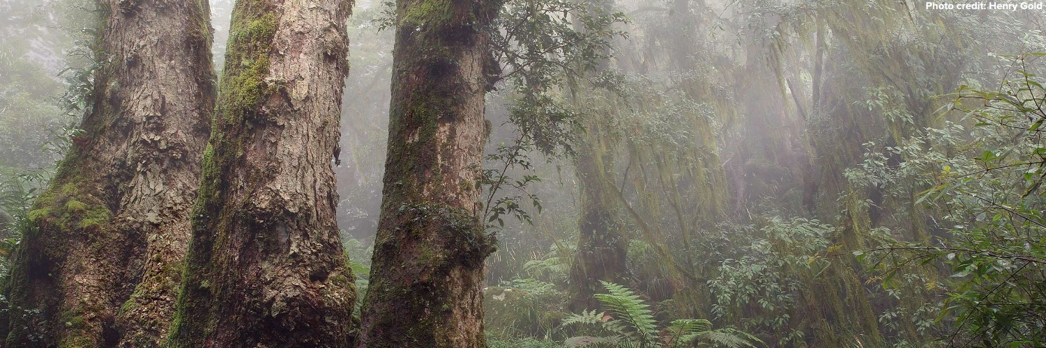 naturensw's profile banner image