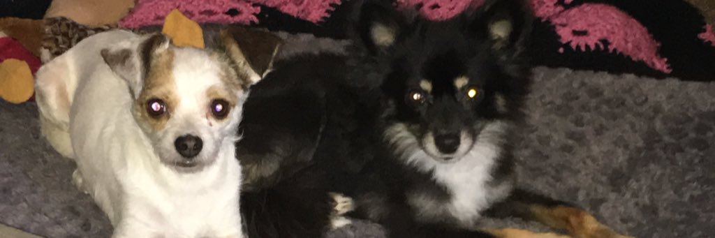 MRNIBBLA's profile banner image