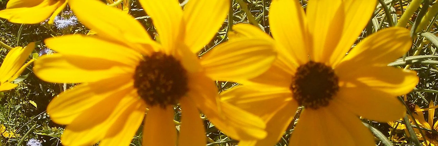 sutker's profile banner image