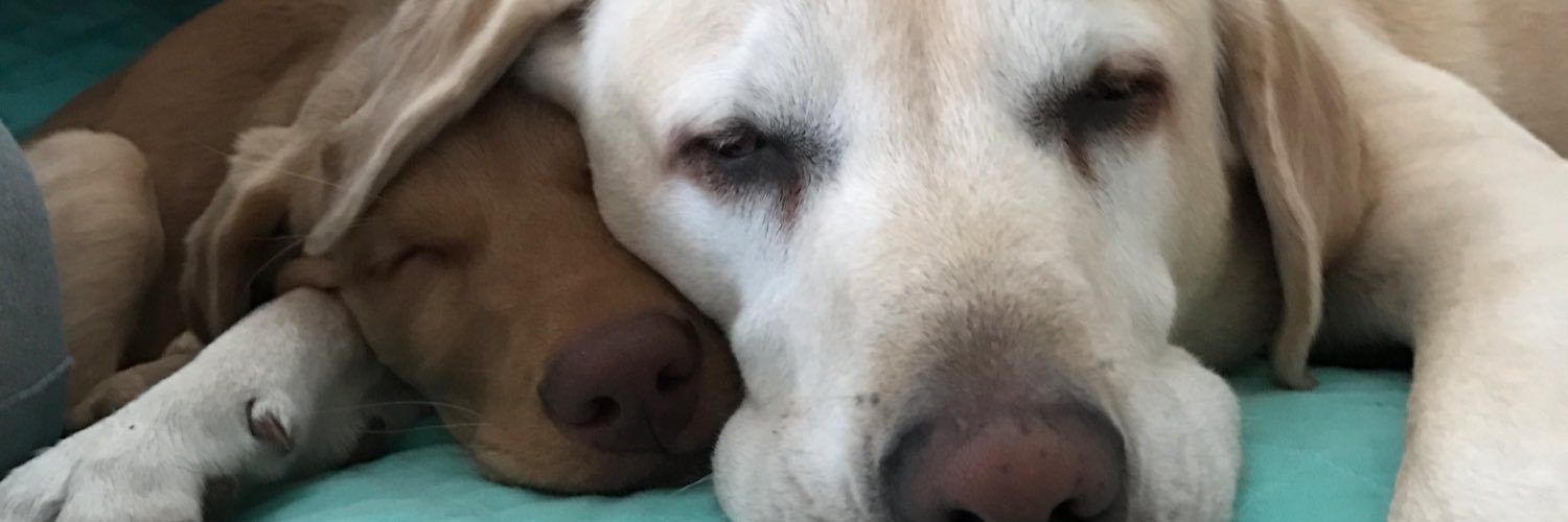 sehGT24's profile banner image