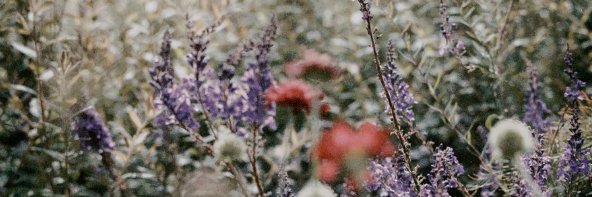 FHough39057's profile banner image