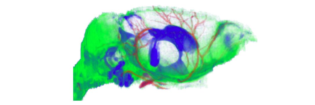 NedergaardLab's banner