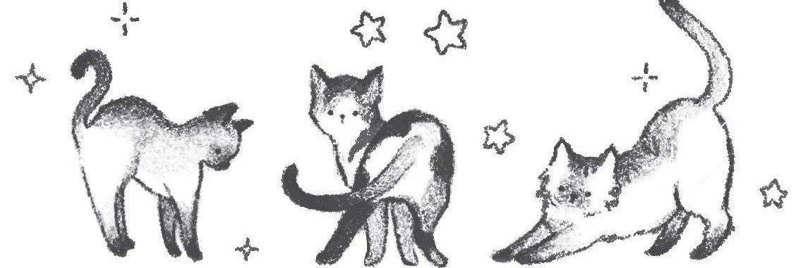 taianasadowski's profile banner image