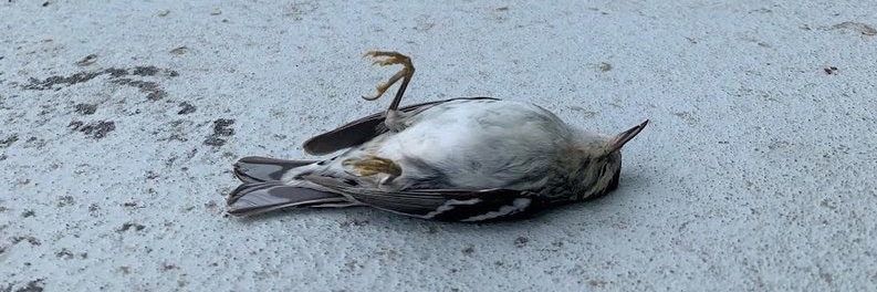 birdsafeuoft banner