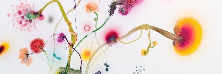 /✿ banner
