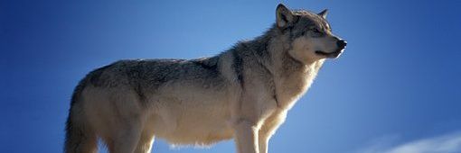 Wolf Empiree's banner