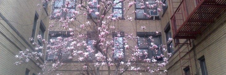 德瑞夫 . ☘︎ 🌱🍮🌸 banner