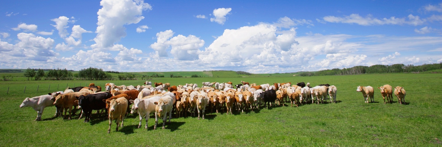 Terrell Miller banner