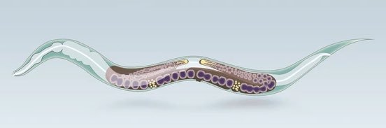 Antonio Miranda Vizuete banner