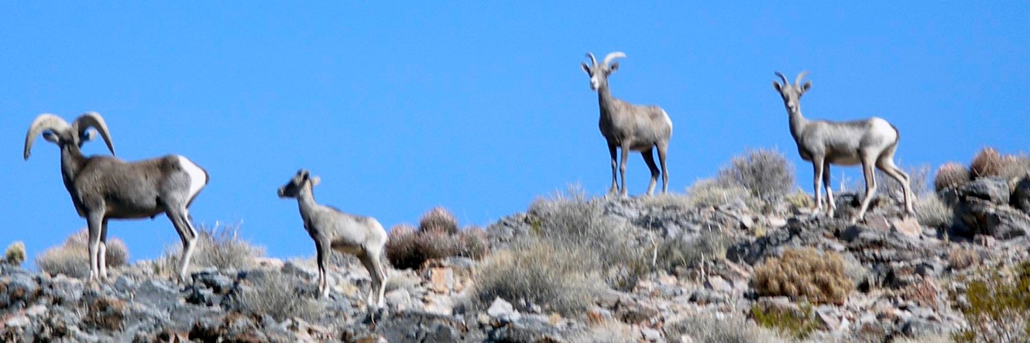 DeathValleyNHA's profile banner image