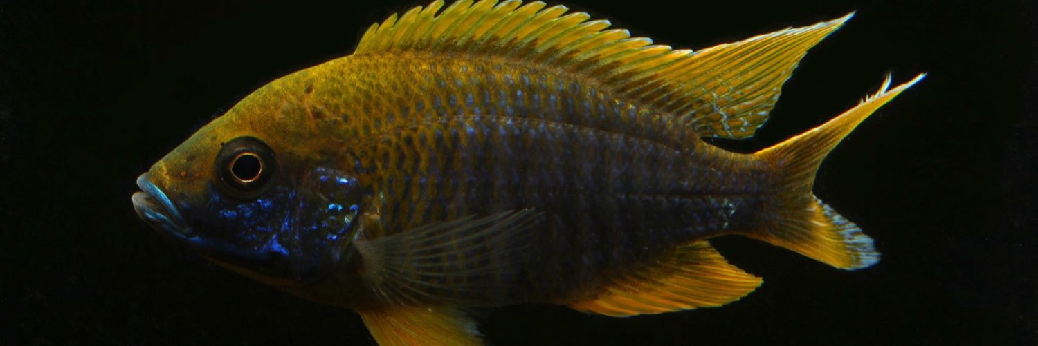 FloridaFishFarm's profile banner image
