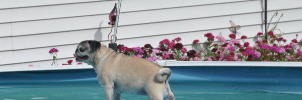 dawnzo Profile Banner