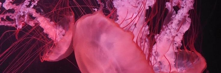 G♡ banner